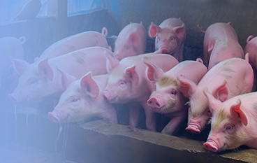  瑞达状（猪。